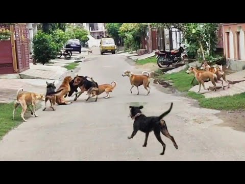 Real Street dogs attack on Rottweiler & 2German shepherd