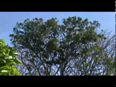 Veranillo de San Juan se presentará entre el 23 y 25 de junio