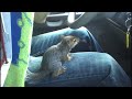 Dick Dale & His Del-Tones - "The Squirrel "