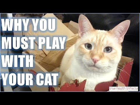 How important is it to PLAY with your Cat? - Caturday with Cat Lady Fitness