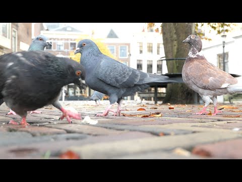 Hein Baljet - Kloteduiven