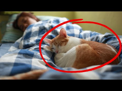 Warum schläft Ihre Katze bei Ihnen? - Was der Schlafplatz Ihrer Katze über Ihre Beziehung verrät!