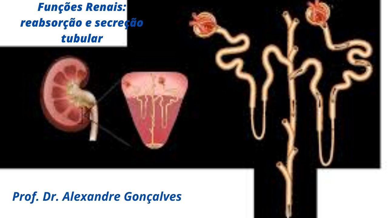 Funções Renais Reabsorção e Secreção