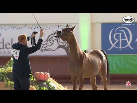 N 14 TF GREEN LANDIA   Italian Nationals 2022   Yearling Fillies Class 1B