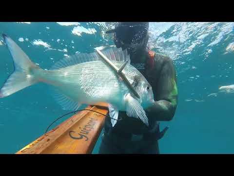 pesca sub: orate ,barracuda e ricciole nel mar di sardegna....