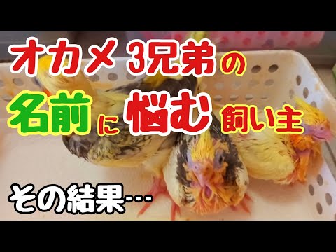 オカメインコの名前