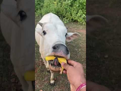 जर्सी गाय का दूध निकालना 🥛🐄 | डेयरी गाय वीडियो #gay #cow #cowvideos #shorts