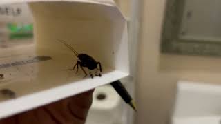 Watch video: Cockroach Follow Up Visit in Lincroft, NJ