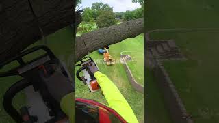Dropping a Massive Tree Branch with a Chainsaw