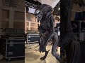 Animatronic Xenomorph For Alien Romulus Alienromulus Aliens Movies