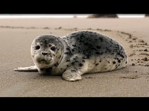 Seal pup's underwater lessons - Animal Super Parents: Episode 1 Preview - BBC One