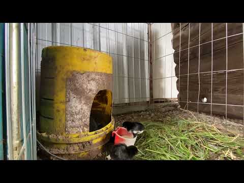update on penny hatch over mcrae cross chicks🐣| gamefowl