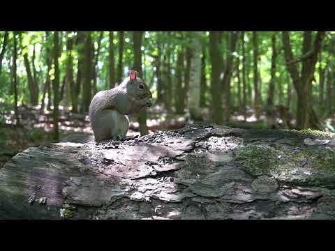 Videos for Pets - 10 Hours of Forest Animals - Sept 21, 2022