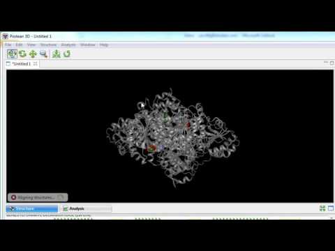 Blommersia blmmersae