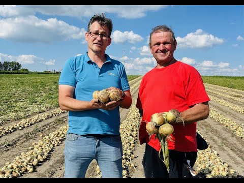 Adam zachwycony cebulą zimówką