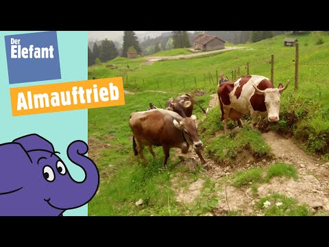 Teil 2 - Kuh Lena & ihre Herde - Vom Stall auf die Alpe Oberberg | Der Elefant | WDR