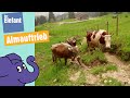 Teil 2 Kuh Lena Ihre Herde Vom Stall Auf Die Alpe Oberberg Der Elefant  WDR
