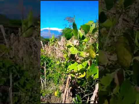 Siembras de Frijol en Aldea el Cuje, Pueblo Nuevo Viñas, Santa Rosa.