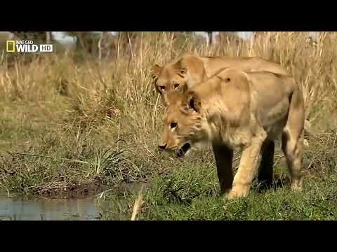 Leão - Documentário sobre Leões em HD
