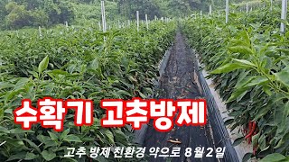 수확기 고추방제 나방진 규산황으로 해봅니다. [고추재배방법]