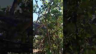 Download lagu Merbah lekir tapau mp3 Download lagu Merbah lekir tapau mp3