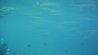 preview picture of video '10 Aug: Needlenose fish underwater at Maeda Point (Misaki) in Onna-son, Okinawa, Japan'