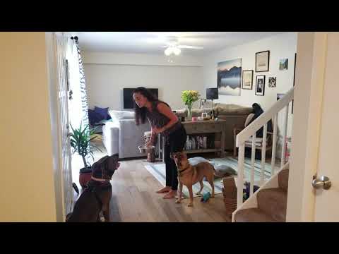 All Four Paws of Florida video.