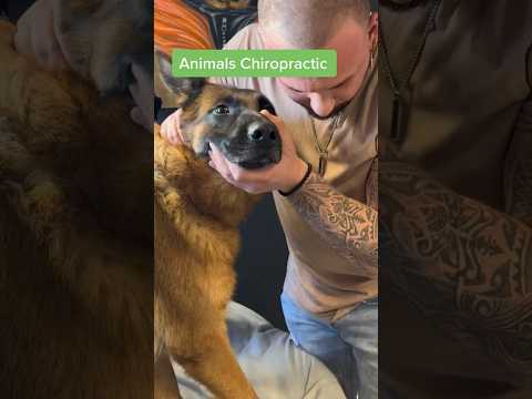 Amazing Animal Chiropractic! #animals #dog #shorts