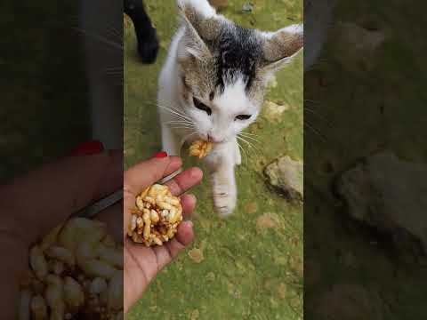 #sayana #cat #funny #cartoon #cute