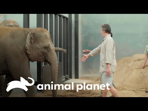 La llegada de tres elefantes al zoológico de Australia | Los Irwin | Animal Planet