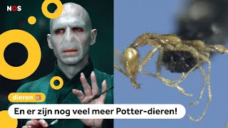 Nieuw ontdekte miersoort is vernoemd naar Voldemort
