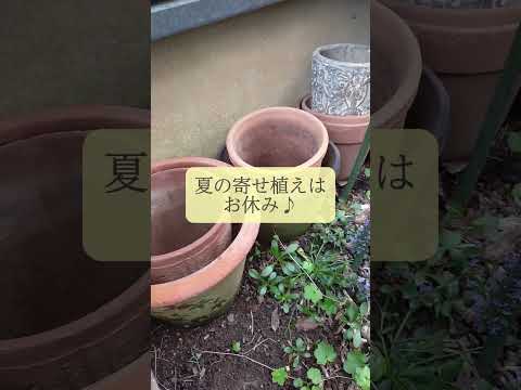 丈夫な多年草 サンフロックス