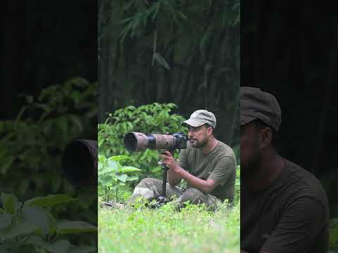 "Great egret, great catch."#shorts #birds #viral #trending