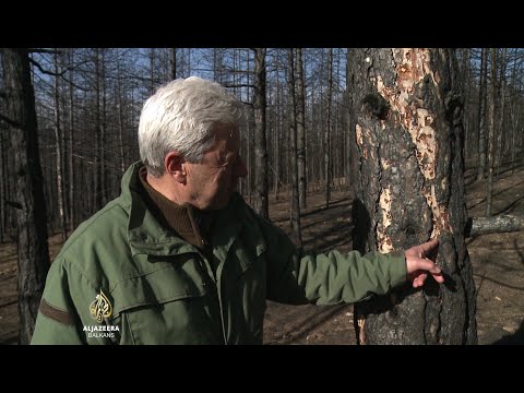 Štetočine uništavaju opožarenu šumu u S. Makedoniji