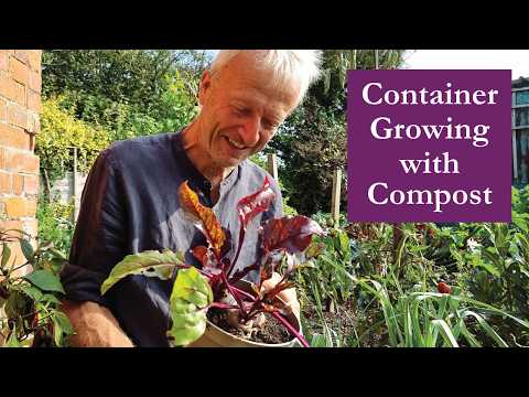 Results by Autumn, pot-grown squash chillies tomato beetroot leeks