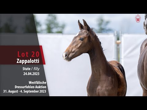 Dressurfohlen-Auktion Lot 20 Zappalotti Stute v. Zoom - Riccio