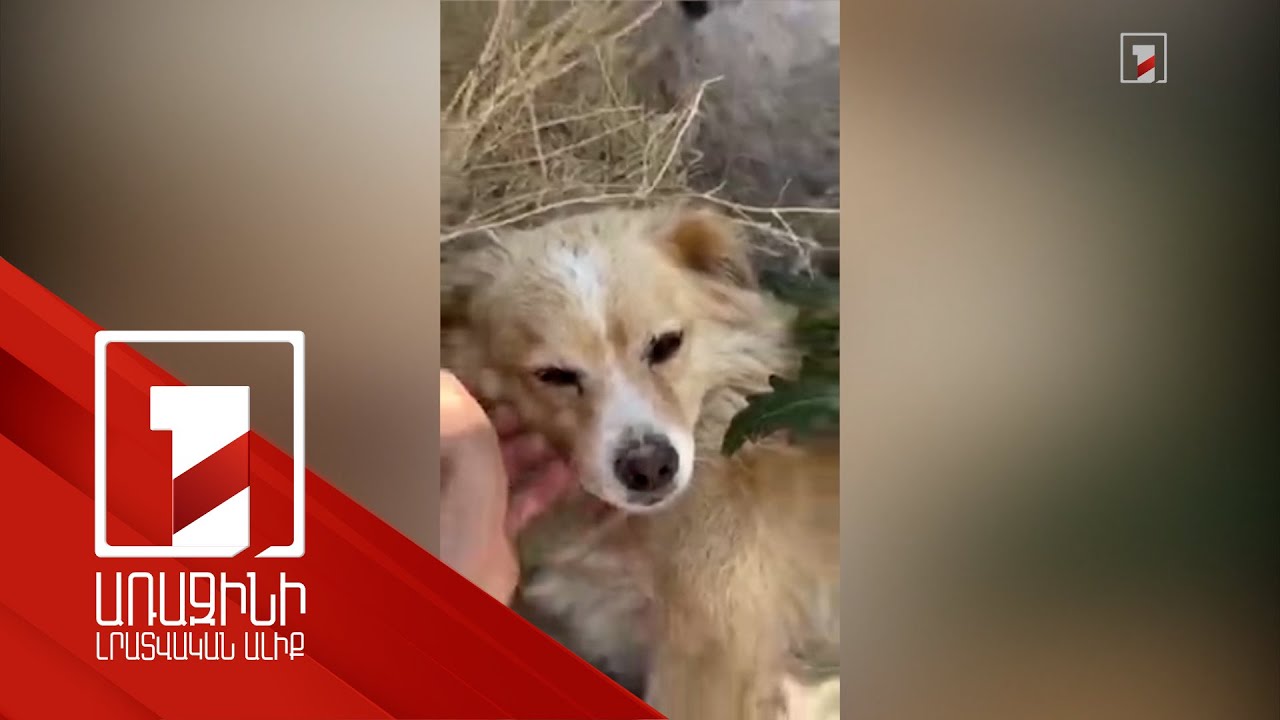 Կենդանիների նկատմամբ այս տարի արձանագրված 18 դաժան դեպքերից միայն մեկն է ուղարկվել դատարան