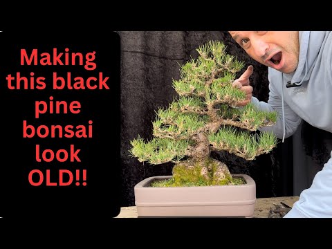 Japanese black pine bonsai restyle into older and mature bonsai