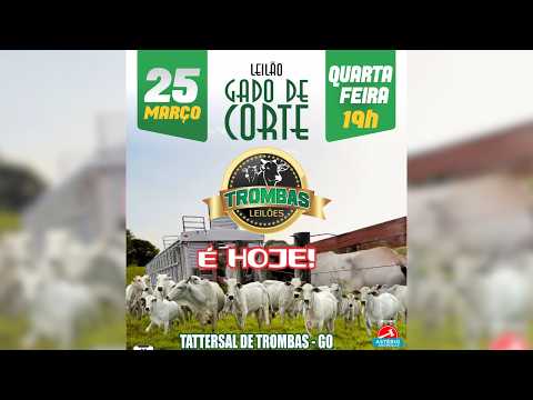 LEILÃO DE GADO DE CORTE TROMBAS LEILÕES - TROMBAS GOIAS  - 25 / 03 / 2026
