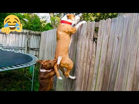 Best Animal Teamwork 🤣😂 Funny Moments 2026