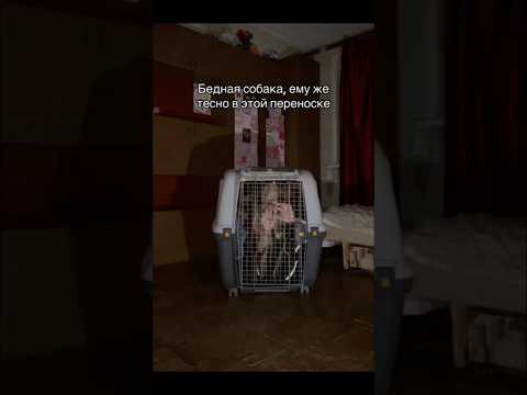 Проверяем тесно ли в переноске собачки. Автор: ereeey_big.dog