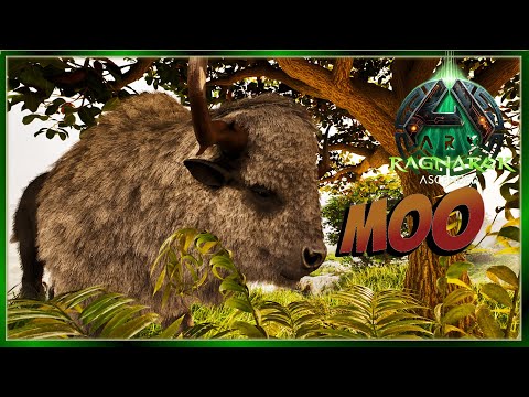 Bison Taming in the Highlands! Ragnarok Solo Nomad 12