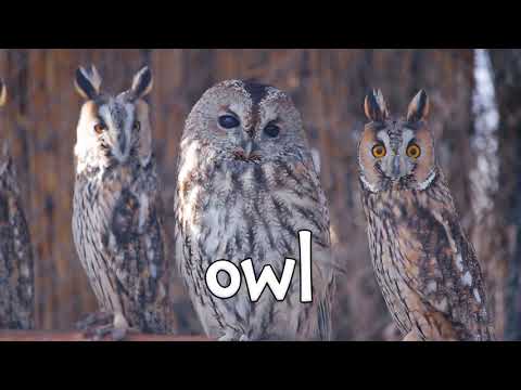 Bird Sounds! Learning Sounds of Birds for Kids