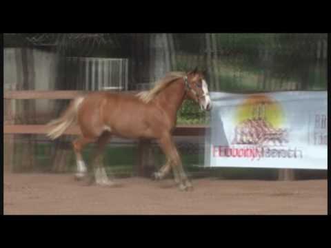 LADY DOC GUNNER DMFR