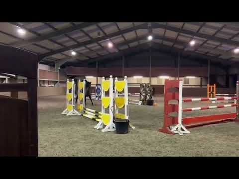 16.1hh All Rounder Mare - Image 2