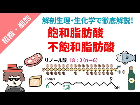 飽和脂肪 – それは何ですか、本当に悪いものですか、完全な分析