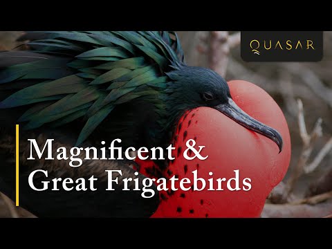 Frigatka veľká (Fregata magnificens) — let nad Galapágmi