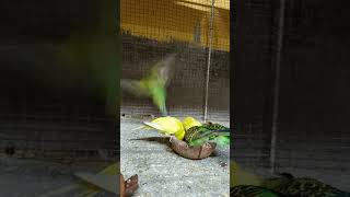 Birds love 😘💕😘