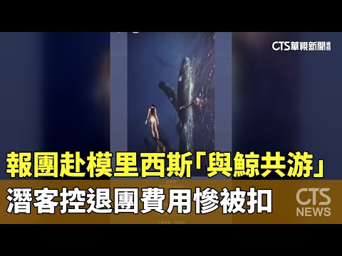 報團赴模里西斯「與鯨共游」　潛客控退團費用慘被扣