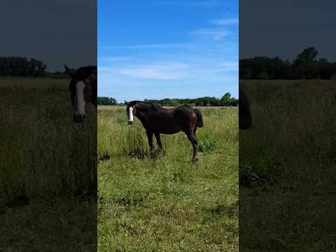 Caballos y Campo en Coronel Brandsen Buenos Aires Argentina